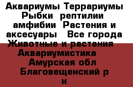 Аквариумы.Террариумы.Рыбки, рептилии, амфибии. Растения и аксесуары - Все города Животные и растения » Аквариумистика   . Амурская обл.,Благовещенский р-н